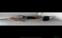 Mixed Breed cats for sale: Litter of 6 kittens- ginger/multi  - Advert 4