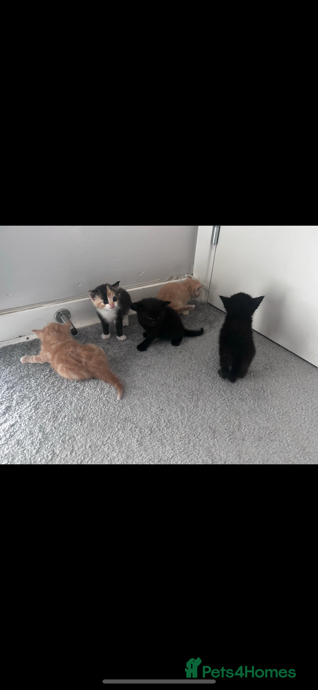 Mixed Breed cats for sale: Litter of 6 kittens- ginger/multi  - Advert 4