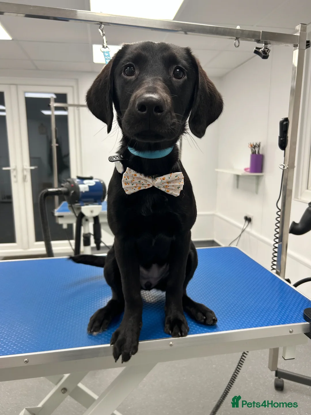 Labrador Retriever dogs for sale: Black female working labrador in Didcot - Advert 6