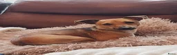 Jack Russell dogs for sale: 12 Month old Miniature Jack Russel  - Advert 4