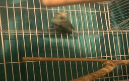 Parakeets birds for sale: Celestial parakeets  - Image 2