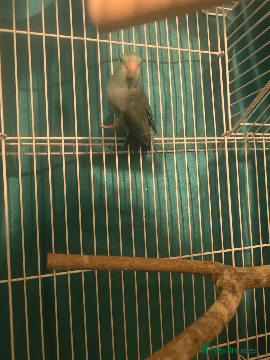 Parakeets birds for sale: Celestial parakeets  - Image 2