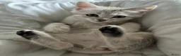 British Shorthair cats for sale: Beautiful BSH kittens  - Advert 17