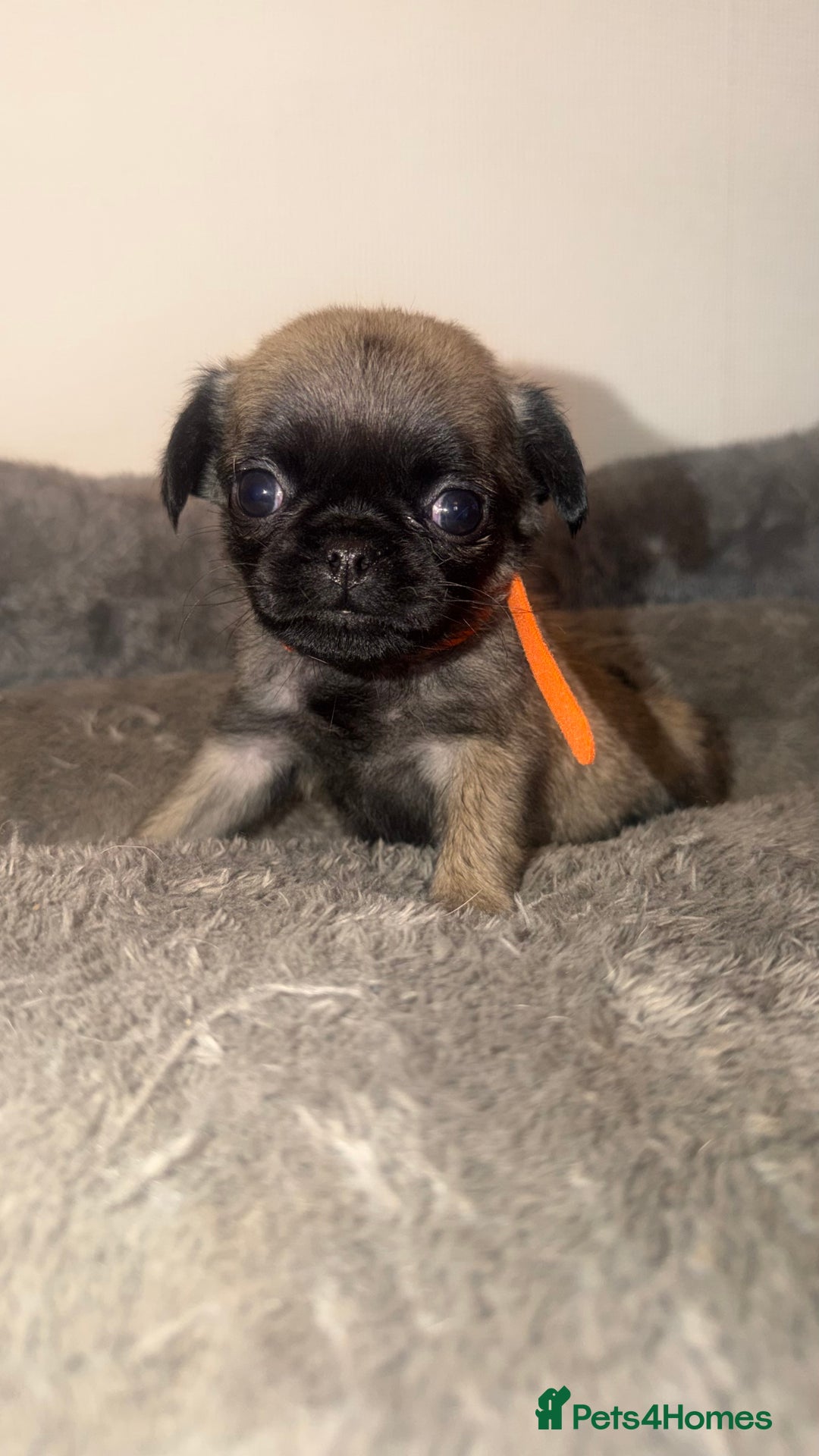 Pug dogs for sale: Beautiful Litter of 6 Pug Puppies, Rare Colours  - Advert 10