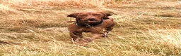 Hungarian Vizsla dogs for sale: Beautiful Smooth haired Hungarian Vizslas  - Advert 17