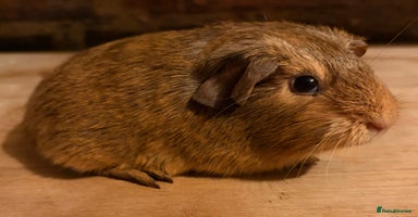 Guinea Pig rodents Beautiful Buff Agouti Guinea Pigs - Advert 17