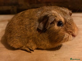 Guinea Pig rodents Beautiful Buff Agouti Guinea Pigs - Advert 17