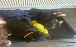 Mixed Breed dogs for sale: Forever home needed for 14 week old puppy - Image 5