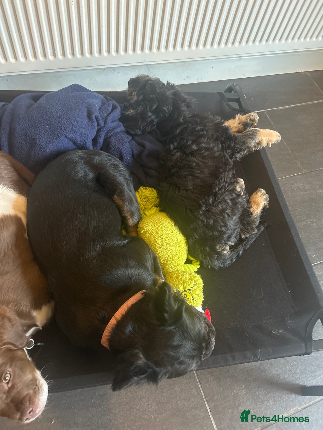 Mixed Breed dogs for sale: Forever home needed for 14 week old puppy - Image 5