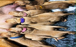 Labrador Retriever dogs for sale: FOX RED LABRADORS OUTSTANDING HEALTH 280 PLUS DNA - Image 5