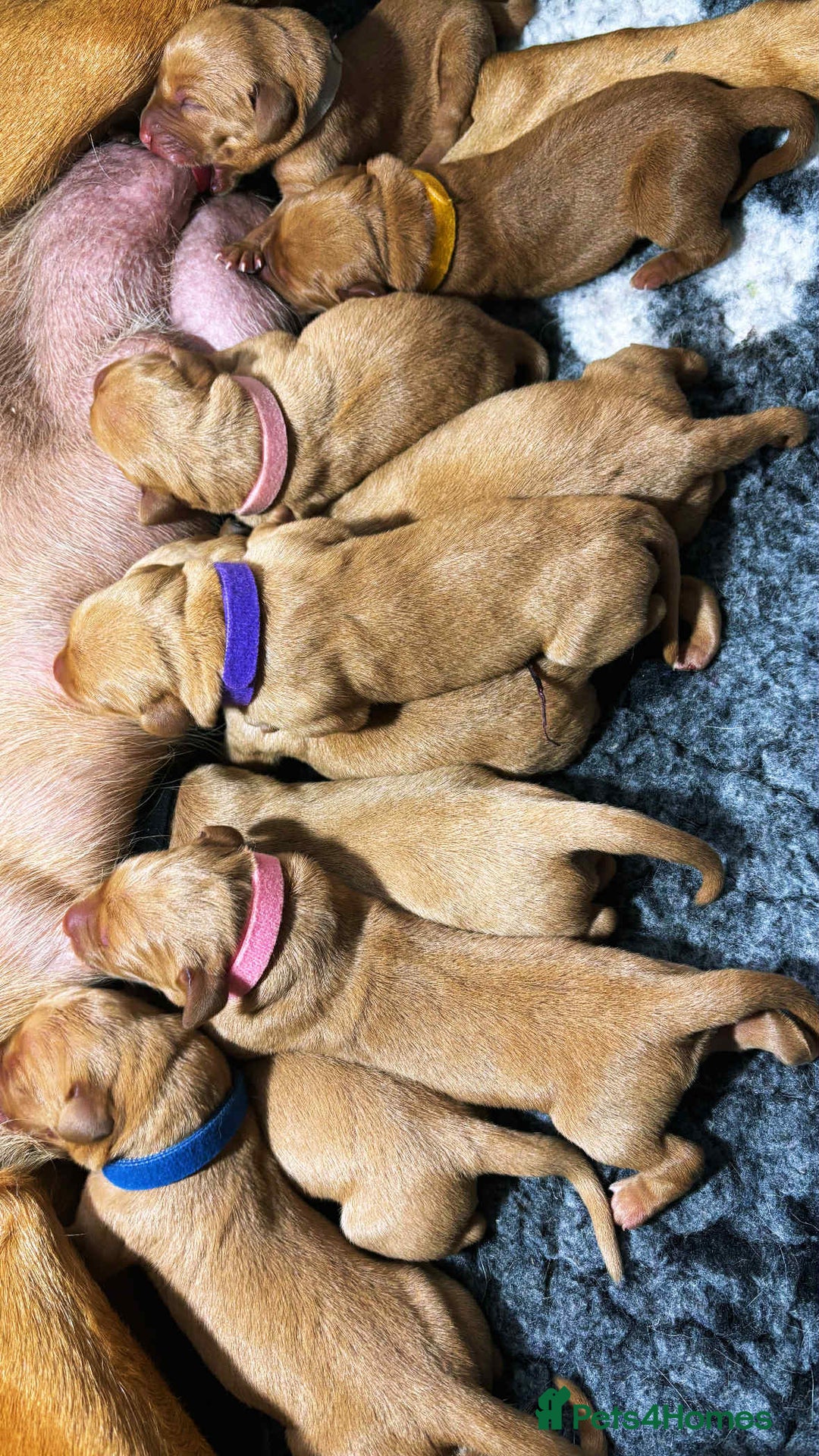 Labrador Retriever dogs for sale: FOX RED LABRADORS OUTSTANDING HEALTH 280 PLUS DNA - Image 5