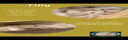 Hamster rodents for sale: Hamsters  - Advert 11