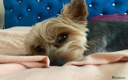 Yorkshire Terrier dogs for stud: Billy Boy  - Image 8