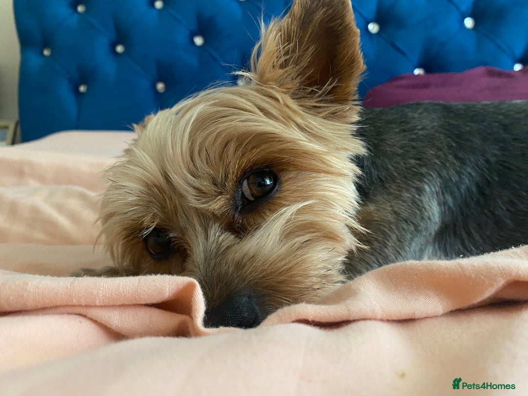 Yorkshire Terrier dogs for stud: Billy Boy  - Image 8