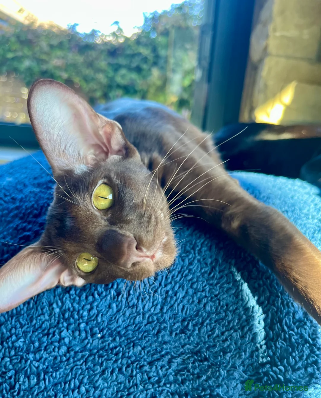 Oriental cats for sale: Supreme pedigree Oriental kittens GCCF reg - Advert 3