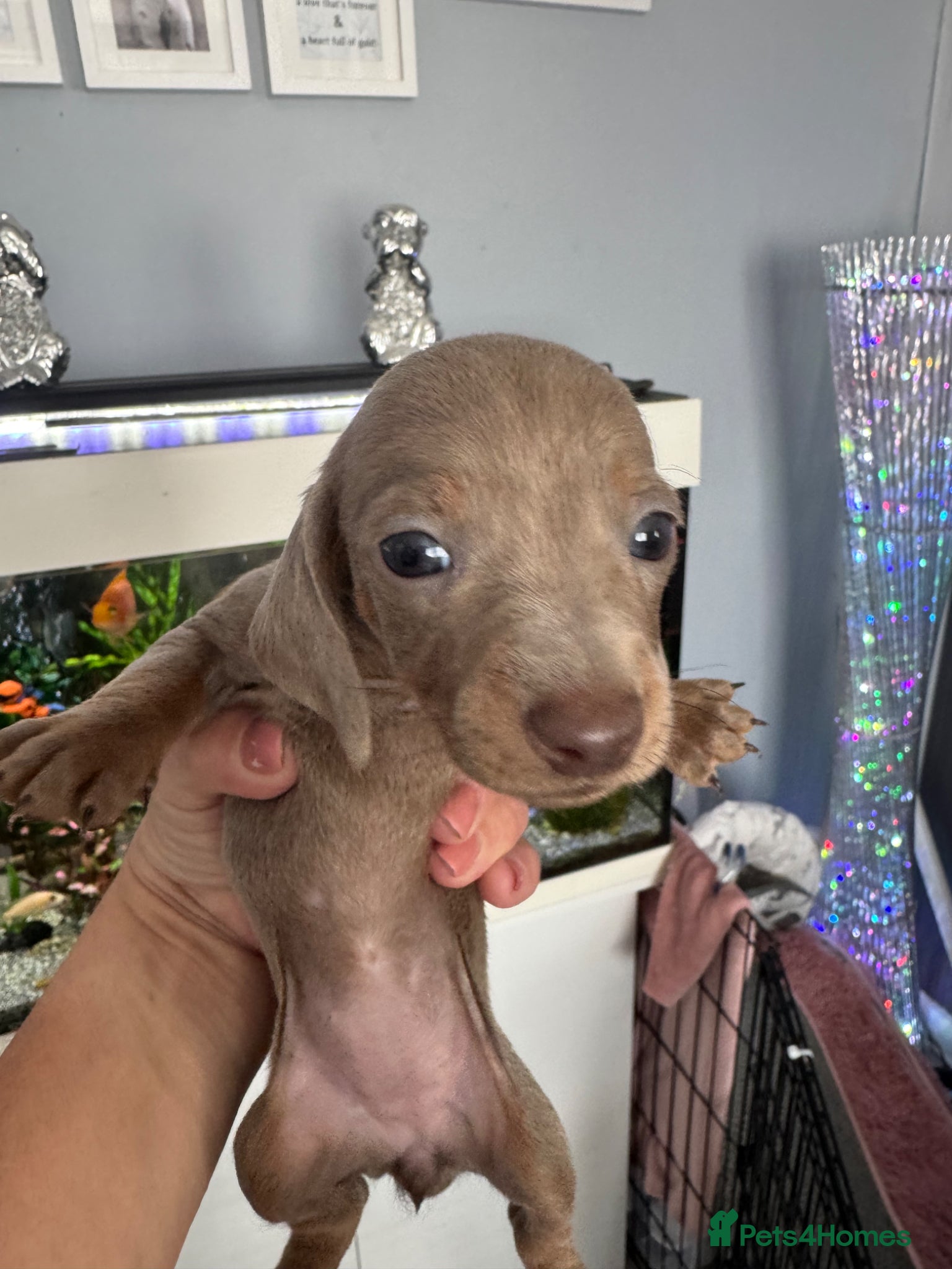 Miniature Dachshund dogs for sale: Mini dachshund  in Brighton - Advert 8