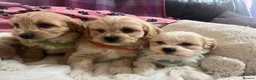 Cavachon dogs for sale: Cavachon puppies  - Advert 24