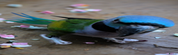 Parakeets birds for sale: Chinese Parakeet Derbyan Parakeet friendly - Advert 12