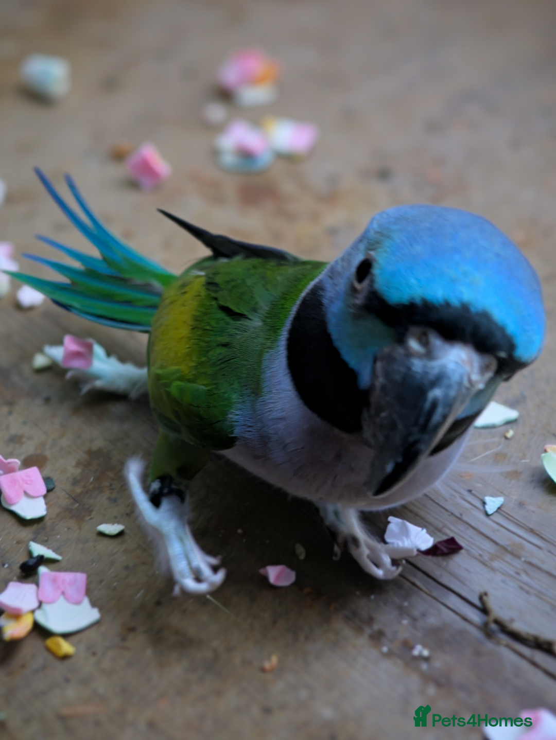 Parakeets birds for sale: Chinese Parakeet Derbyan Parakeet friendly - Advert 12