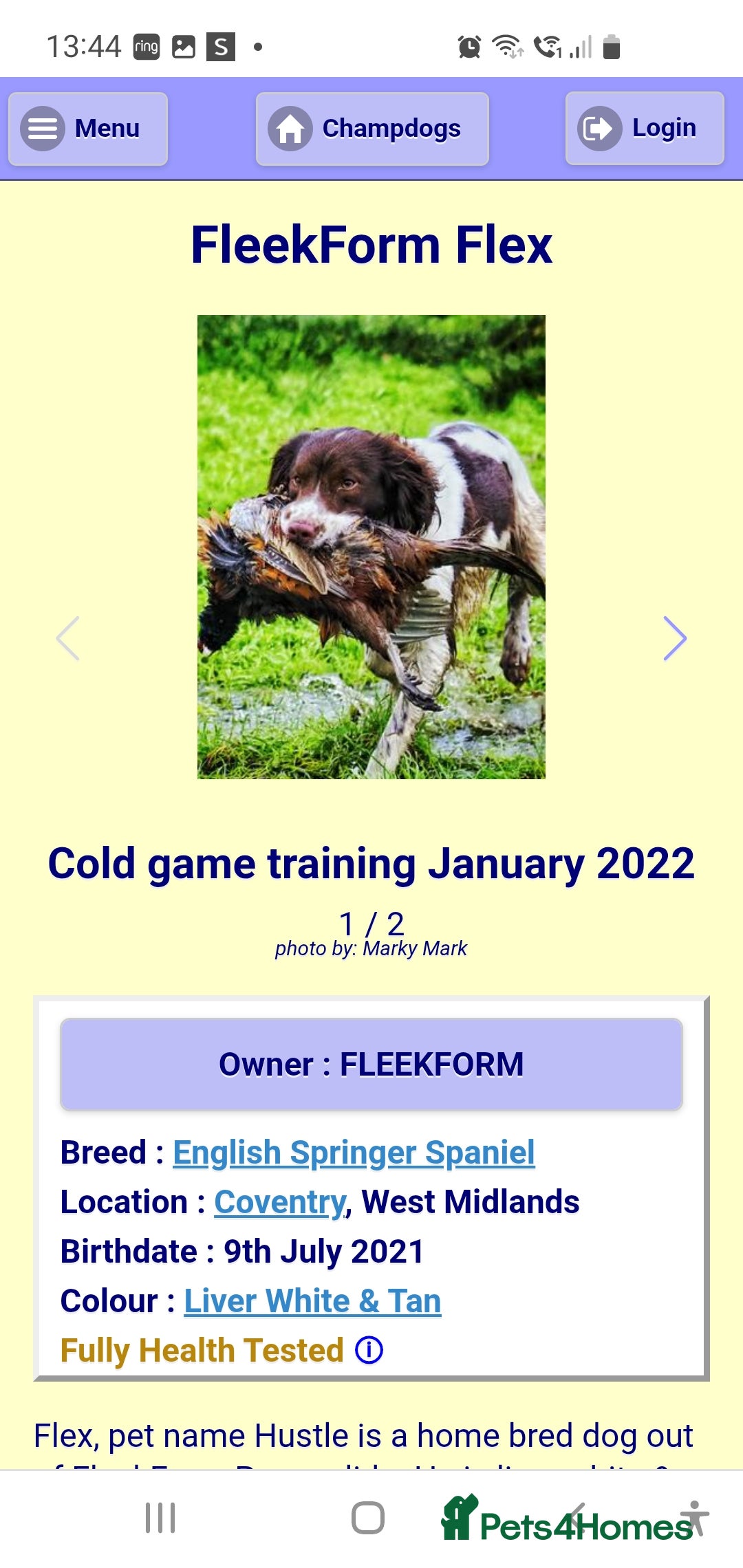 English Springer Spaniel dogs for sale: KC-ESS PUPPIES - DNA Health tested   - Image 9