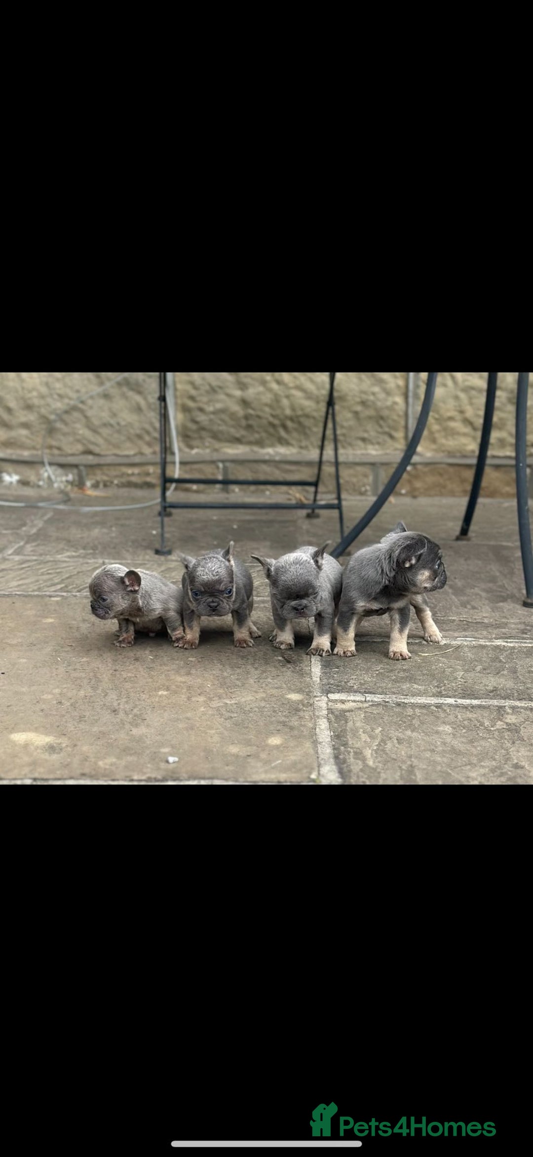 French Bulldog dogs for sale: Miniature French bulldogs carry fluffy  - Image 21