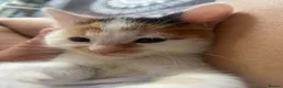 Mixed Breed cats for sale: Kitten for sale  - Advert 2