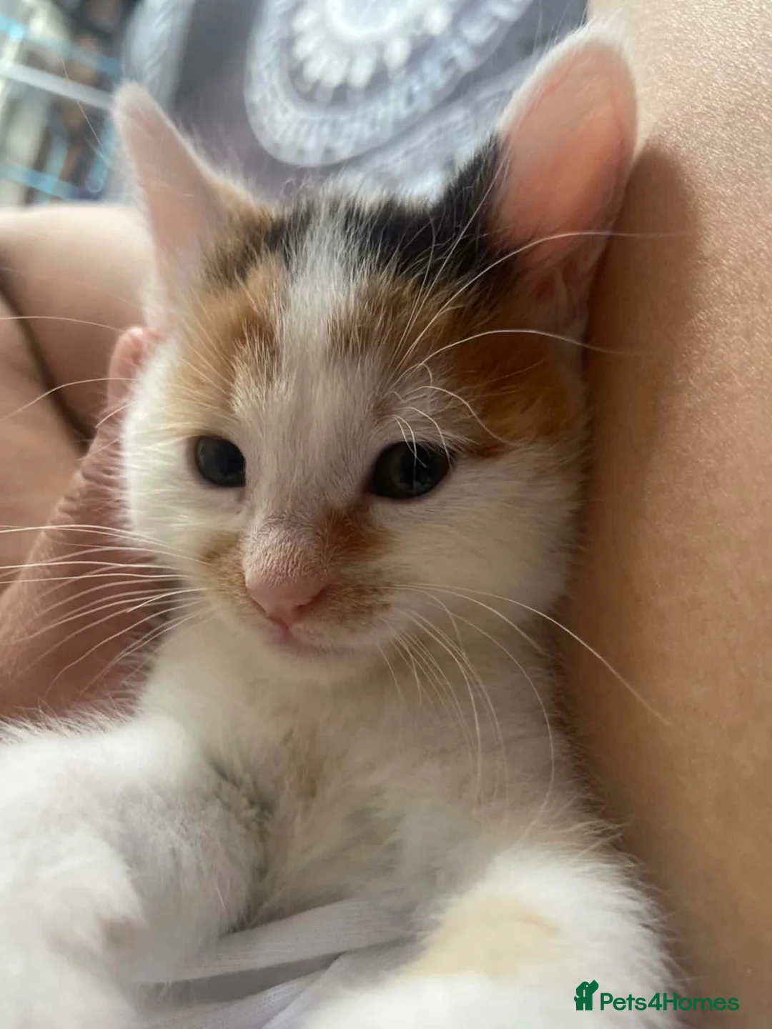 Mixed Breed cats for sale: Kitten for sale  - Advert 2