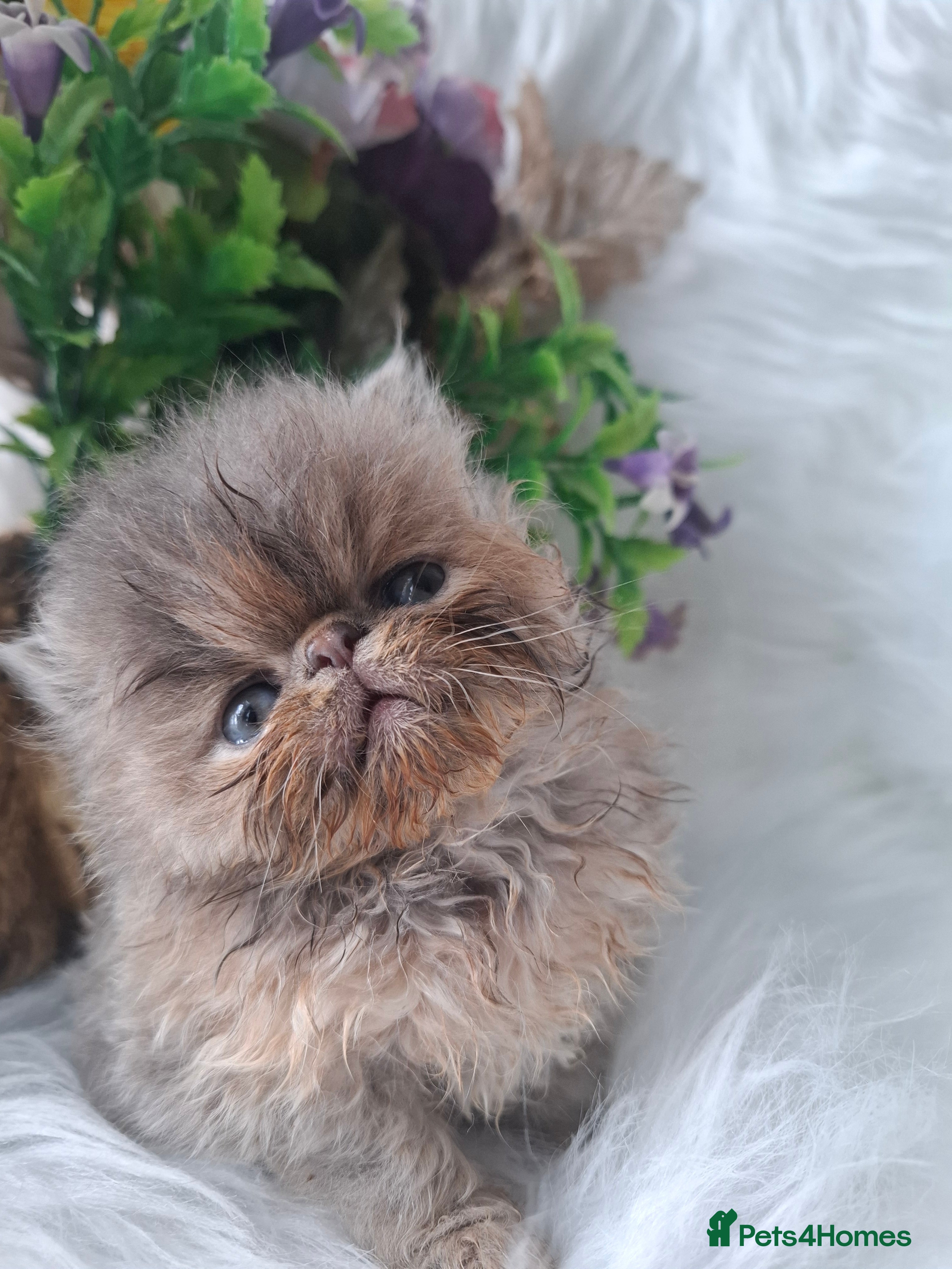 Persian cats Persian kittens  - Advert 5