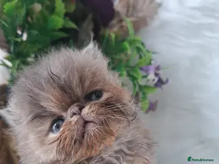 Persian cats Persian kittens - Advert 5