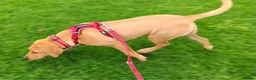 Labrador Retriever dogs for sale: Labrador Retriever Puppy - Advert 4