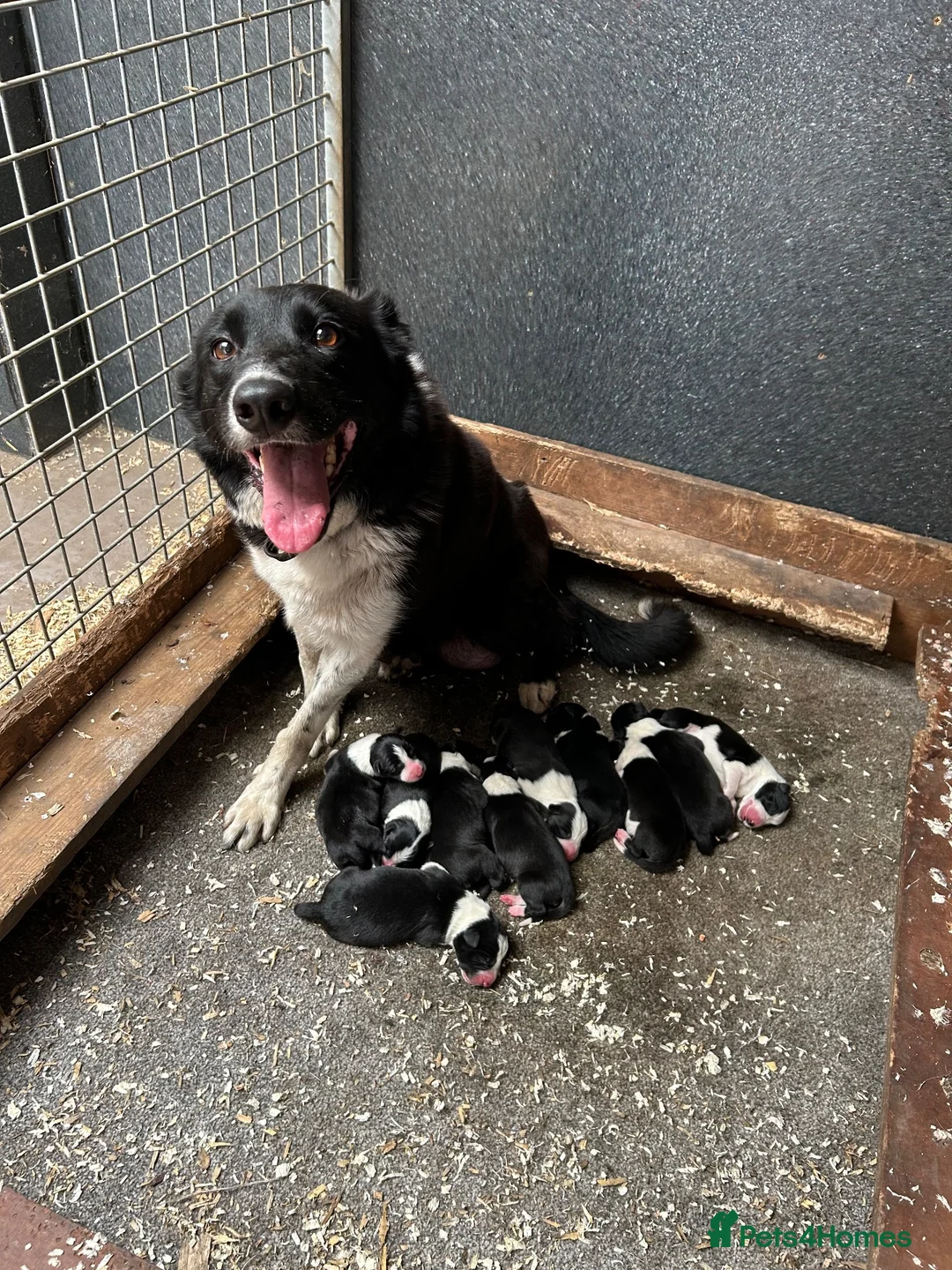Border Collie dogs for sale: Registered pedigree collies in Swansea - Advert 1