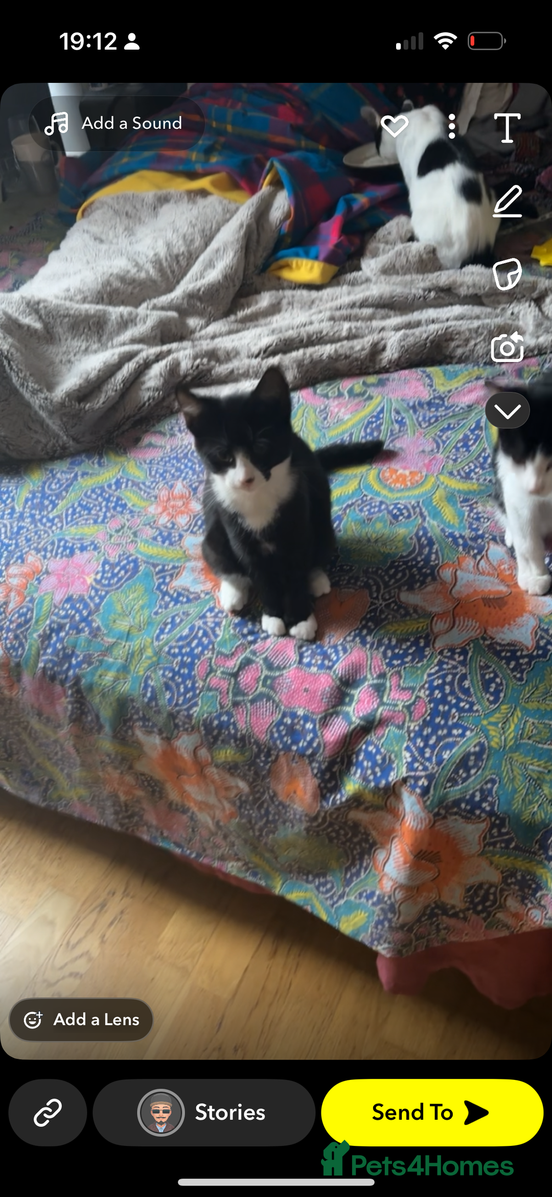 Ragdoll cats for sale: Young erratic kitten  - Image 7