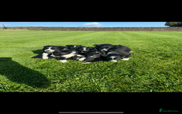 Border Collie dogs for sale: Superb litter of purebred Border Collie puppies  - Image 2