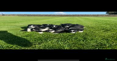 Border Collie dogs - Advert 15