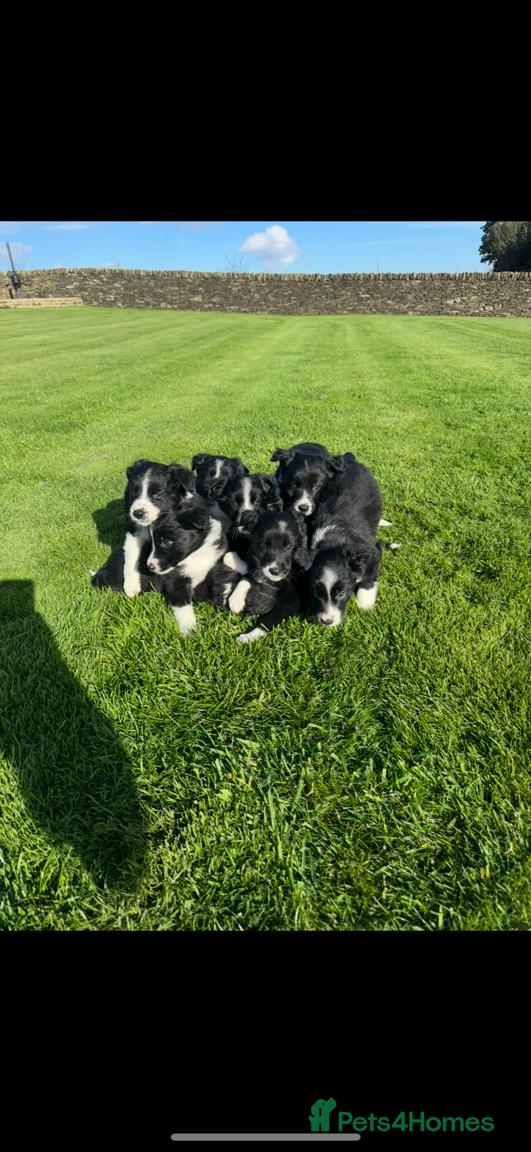Border Collie dogs for sale: Superb litter of purebred Border Collie puppies  - Image 2