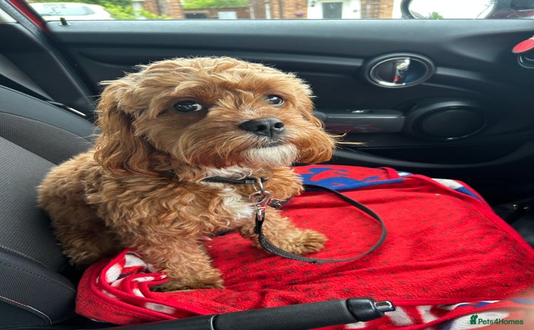Cavapoo dogs - Advert 2