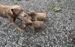 Labrador Retriever dogs for sale: Silver Labrador puppies Ready now!!!! REDUCED  - Advert 3