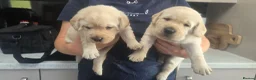 Labrador Retriever dogs for sale: Labrador puppies - Advert 1
