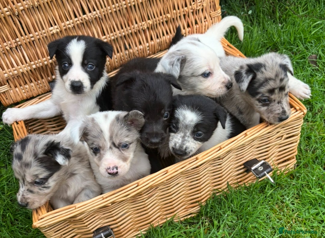 Border Collie dogs for sale: 7 Blue / white merle border collie puppies. - Image 2