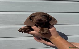 Miniature Dachshund dogs for sale: Miniature Dachsund Puppies (licensed breeder) - Image 12