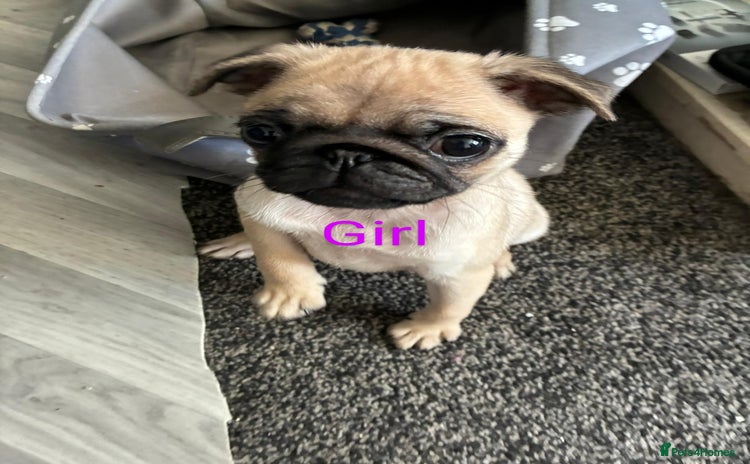 Pug dogs - Advert 1