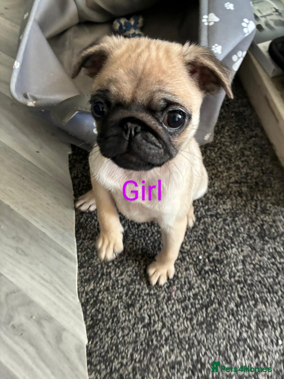 Pug dogs for sale: 🐾 Adorable Pug Puppies Ready for Forever Homes!  - Image 6