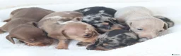 Miniature Dachshund dogs for sale: Miniature Dachshund Puppies - Advert 11