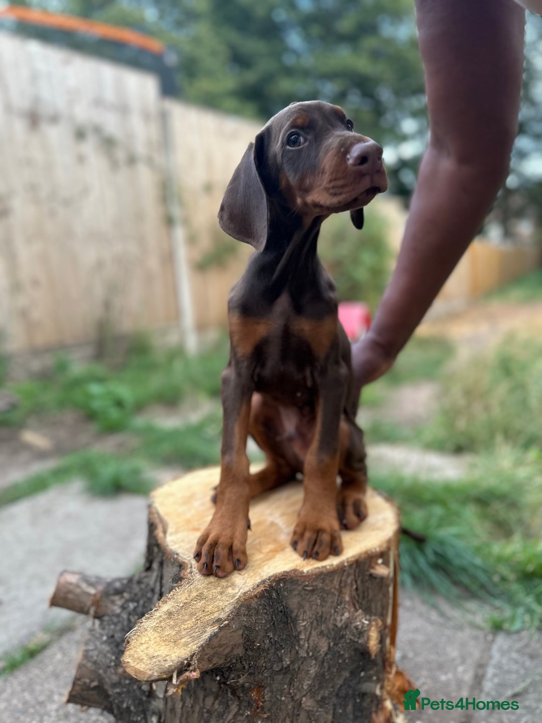 Dobermann dogs for sale: Euro Bred Doberman Puppy’s DNA Health-Tested - Image 4