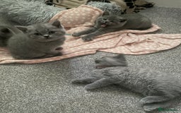 British Shorthair cats for sale: •Blue BSH Kittens – Ready Now . Last kitten left  - Image 23