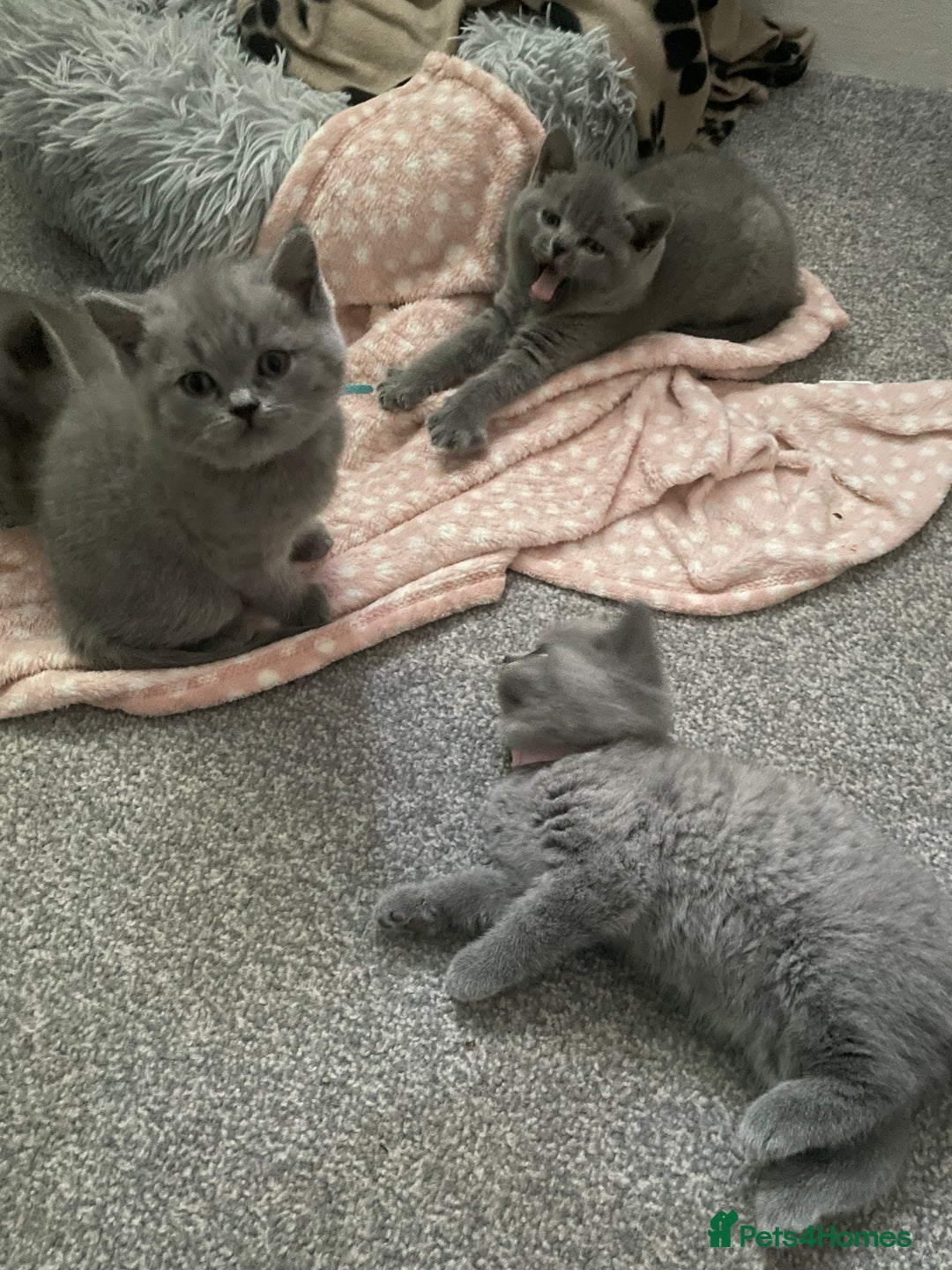 British Shorthair cats for sale: •Blue BSH Kittens – Ready Now . Last kitten left  - Image 23
