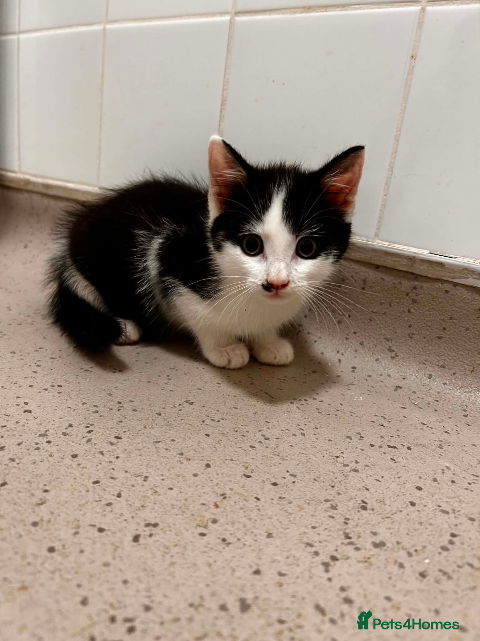Mixed Breed cats Kitten £20 - Advert 4