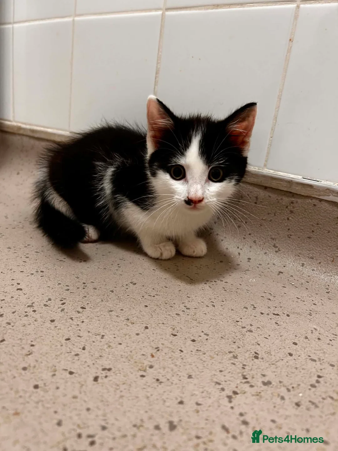 Mixed Breed cats for sale: Kitten £20 - Advert 1