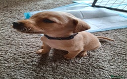 Labrador Retriever dogs for sale: Red 5th generation pedigree labrador  - Image 14
