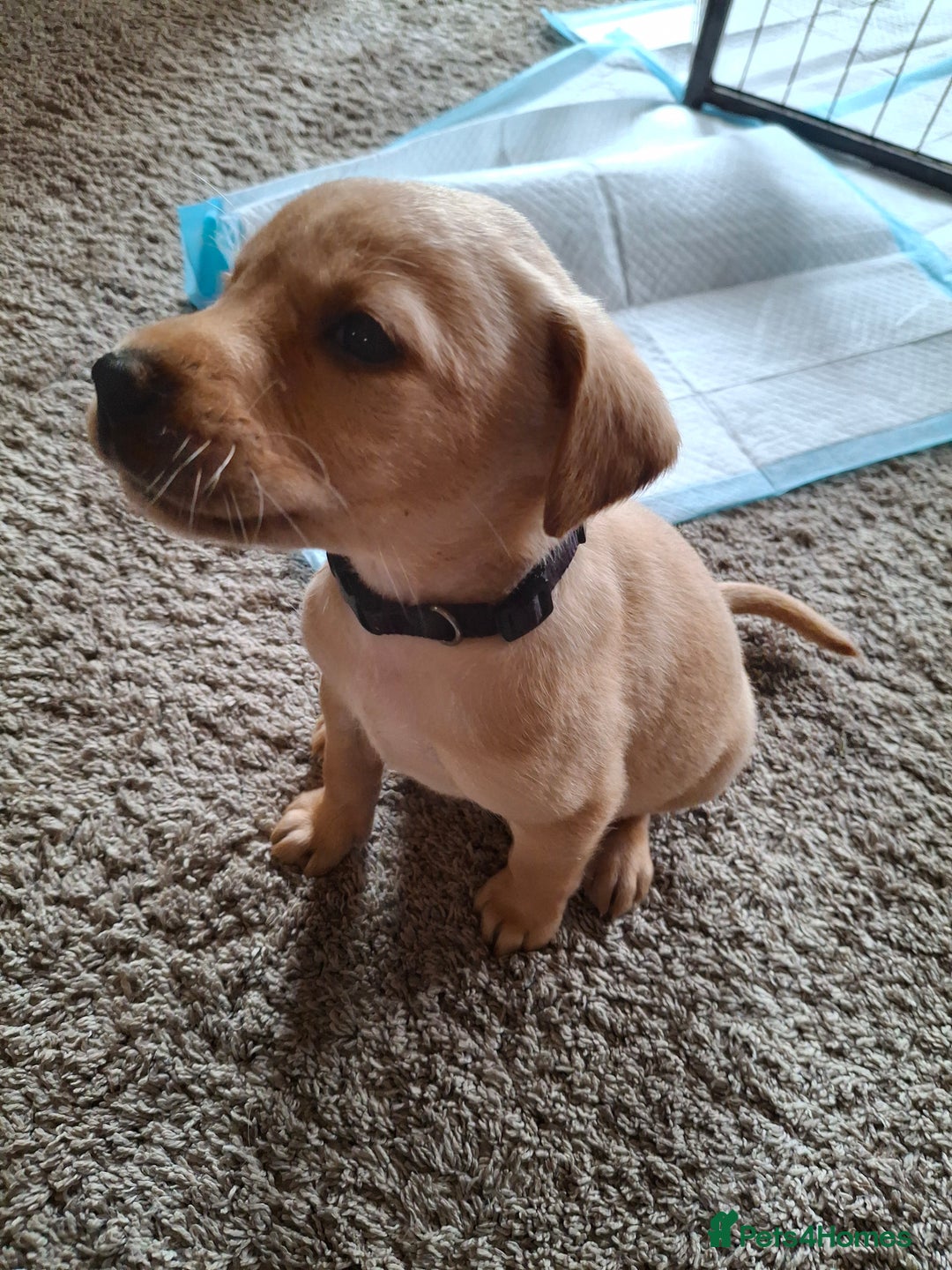 Labrador Retriever dogs for sale: Red 5th generation pedigree labrador  - Image 14